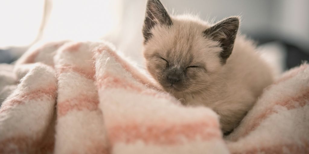 Siamese kitten on pink textile