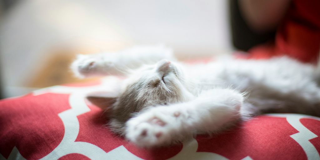 kitten lying on red and white quatrefoil textile