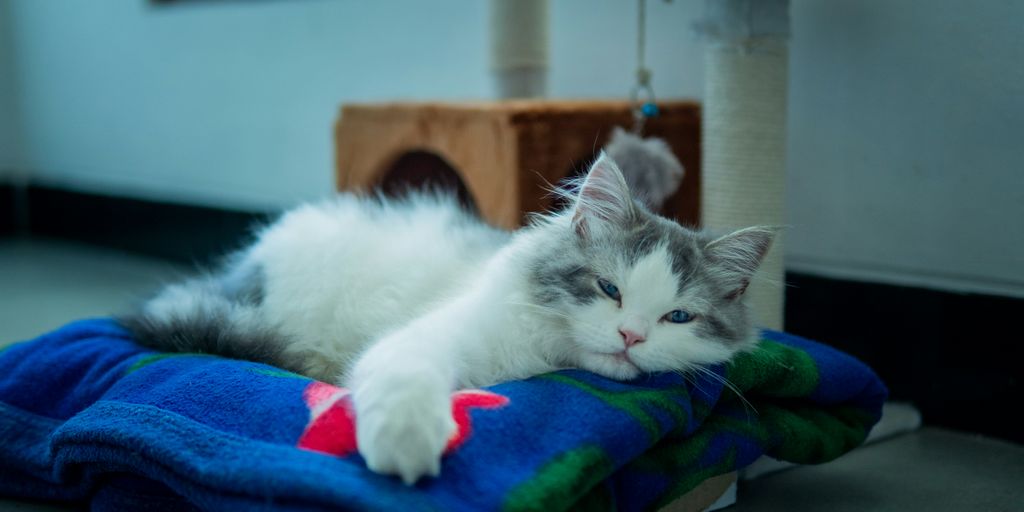 a grey and white cat laying on top of a blue blanket