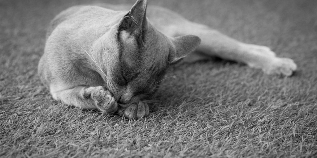 grayscale photo of cat on ground