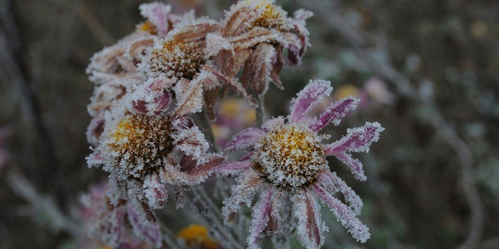 brown and purple-petaled flowers