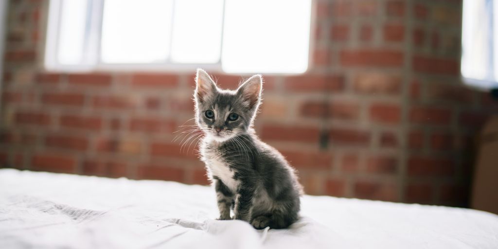 black and white kitten on white textile