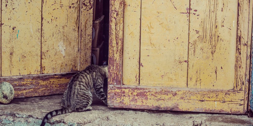 photo tabby cat sitting beside door