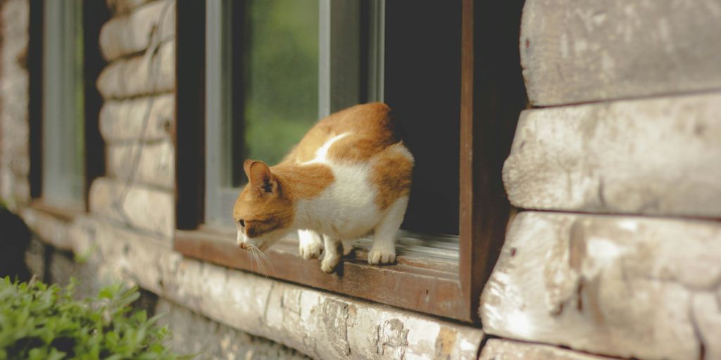 orange tabby cat on window about to jump