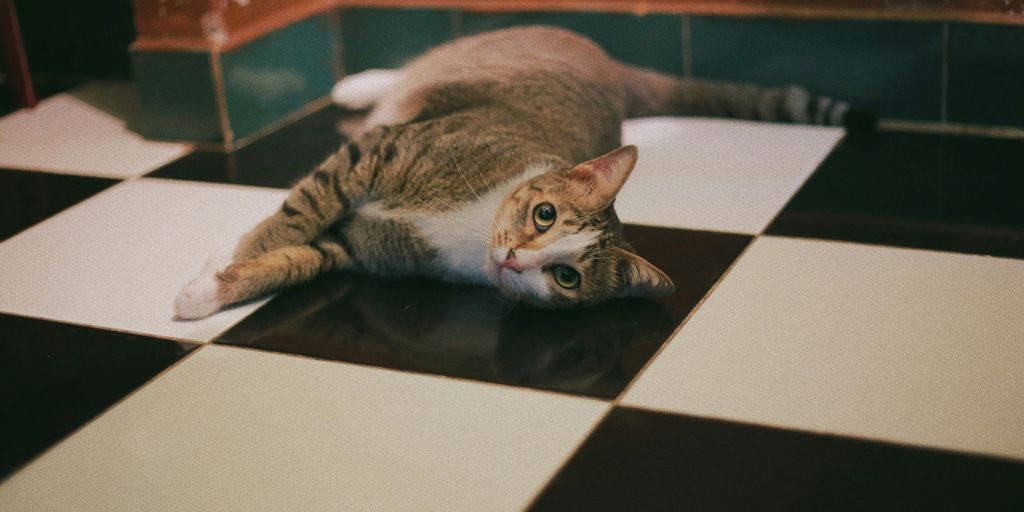 gray tabby cat lying on floor