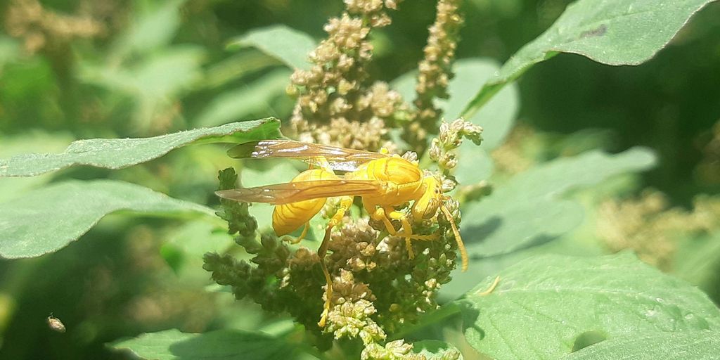 a close up of a yellow insect on a plant