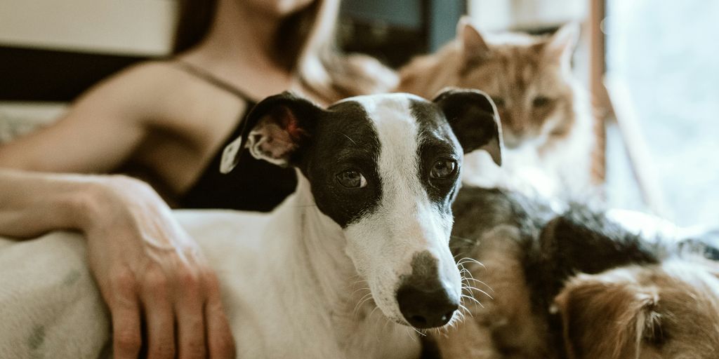 man in white t-shirt sitting beside white and black short coated dog