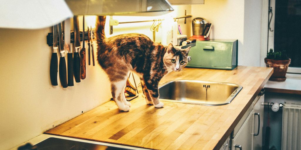 Water Saving Tips for Kitchen Sink Design in Cat Homes