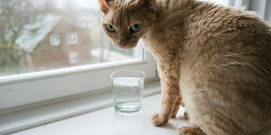 a cat sitting on a window sill next to a glass of water