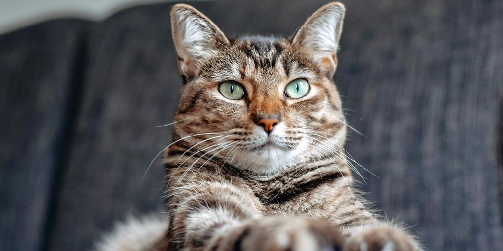 brown tabby cat lying on white textile