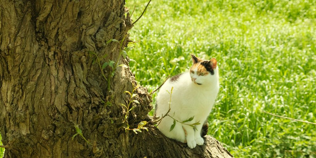 a cat sitting on top of a tree branch