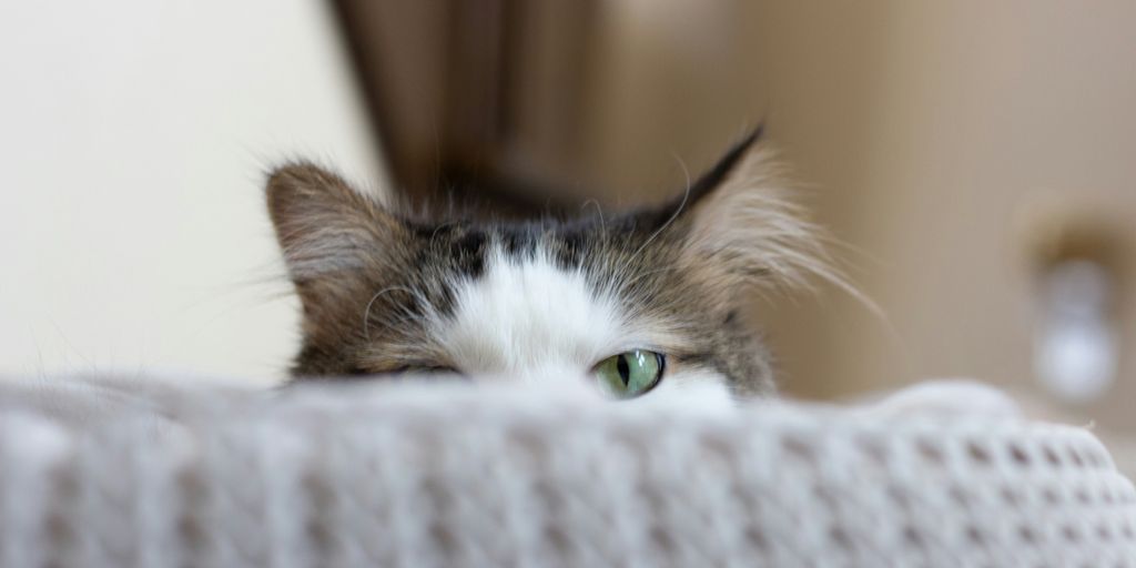 white and black bicolor cat near the grey textile