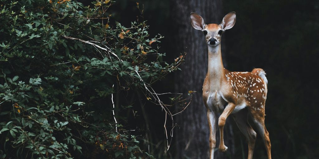 brown deer beside plants