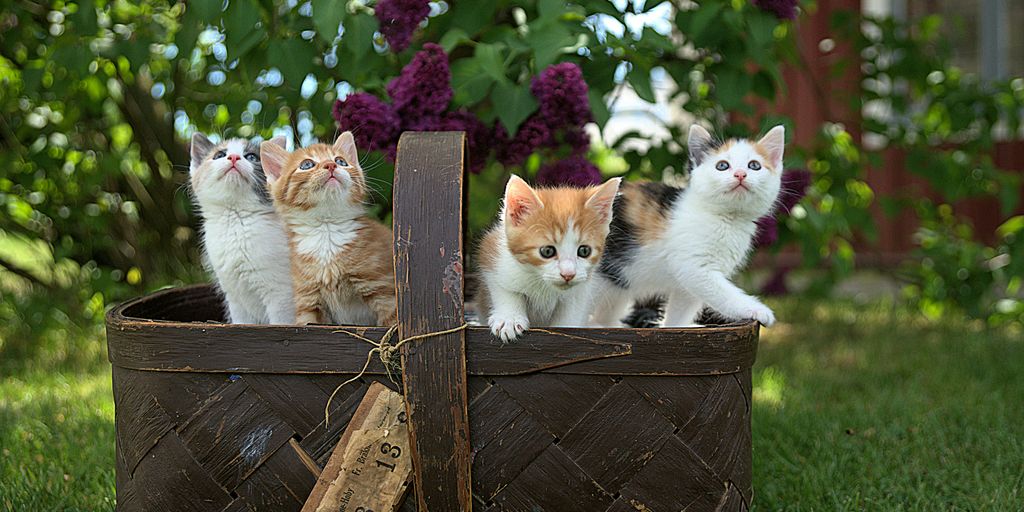 Considerations for Planting Vines Around Homes with Cats