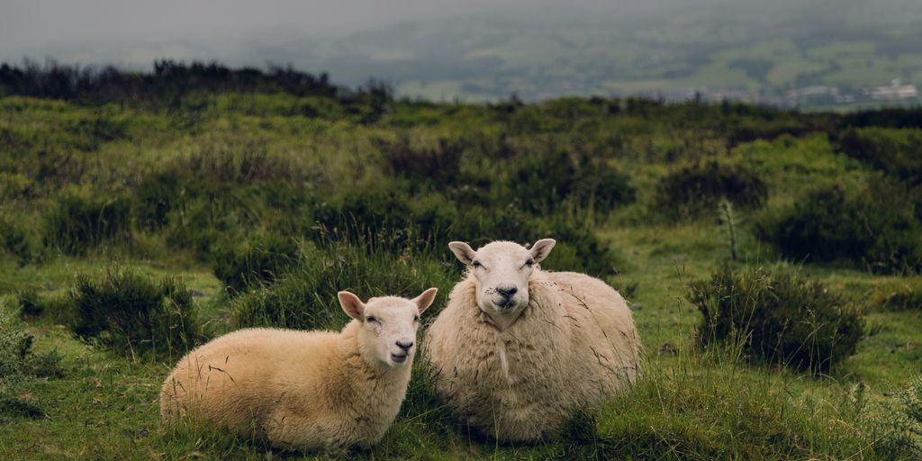 two brown sheep standing on grass field at daytime