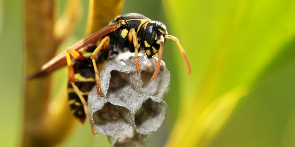 Managing Wasp Nests in Cat-Friendly Yards