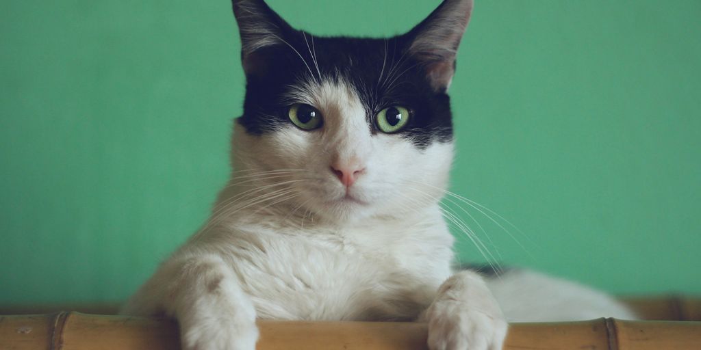 black and white cat lying on brown bamboo chair inside room