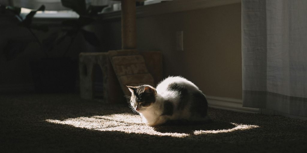 short-furred white and black cat on brown textile