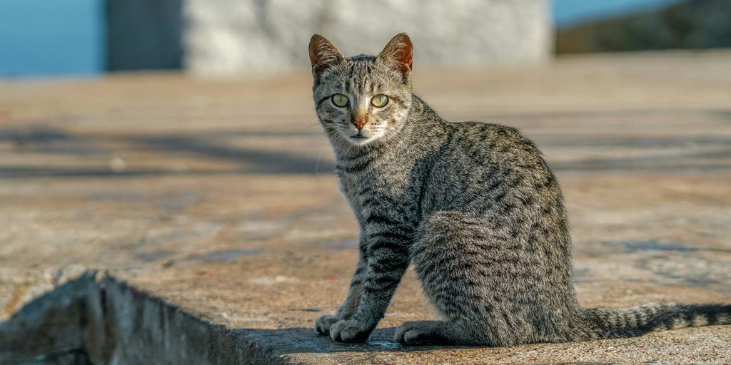 a cat sitting on the ground looking at the camera