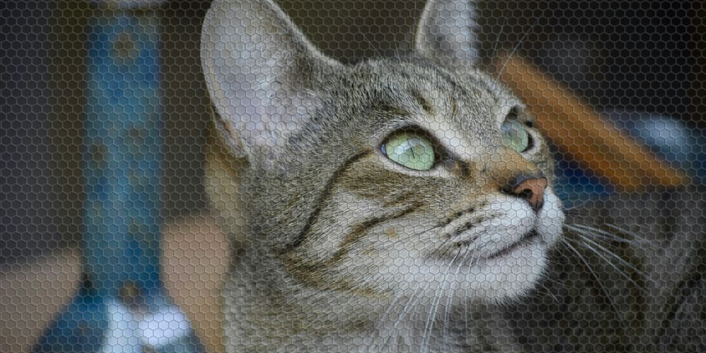 brown tabby cat on blue textile