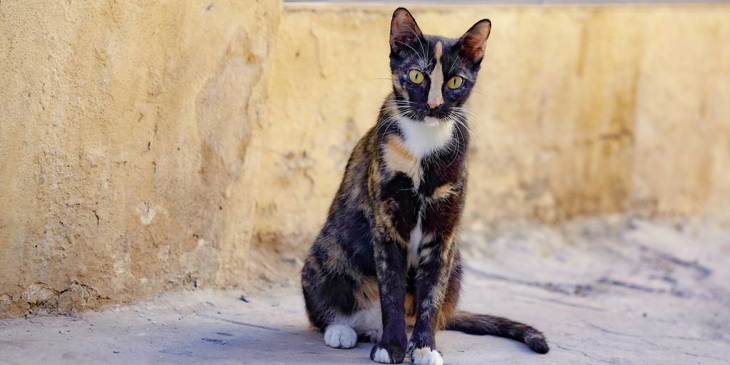 calico cat on white snow