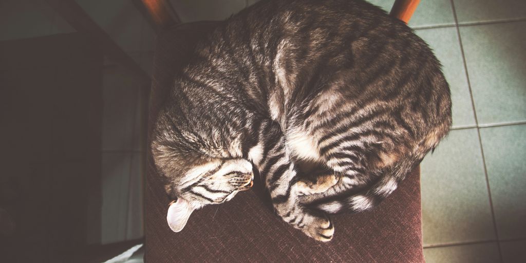 brown tabby cat sleeping on chair