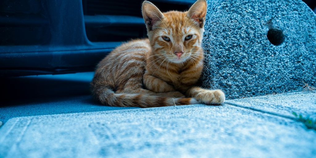 an orange cat laying on the ground next to a rock