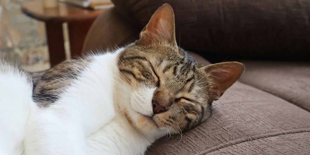 A cat laying on a couch with its eyes closed