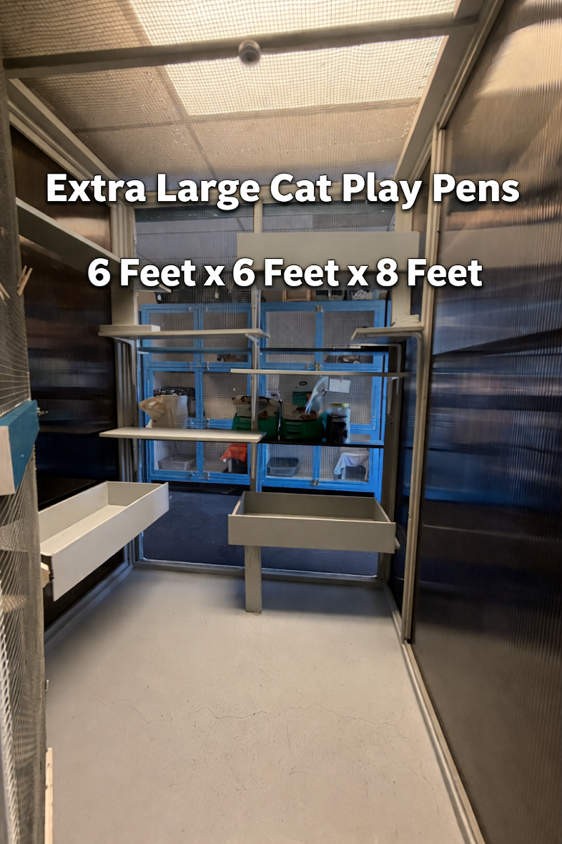 Spacious cat play pens and boarding suites at Cats Luv Us in Laguna Niguel
