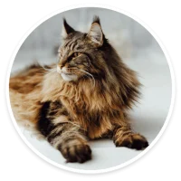 Maine Coon