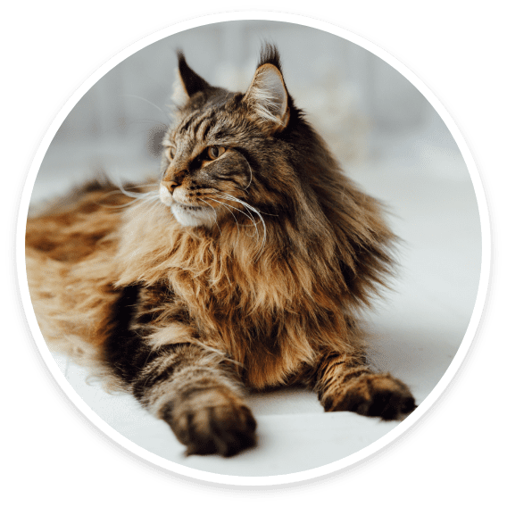 Maine Coon cat breed we groom with care at Cats Luv Us boarding hotel