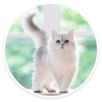 Persian & Himalayan