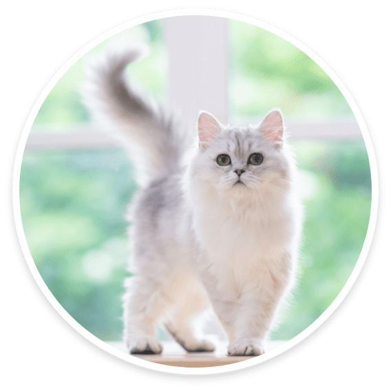 Persian and Himalayan longhair cats groomed with care at Cats Luv Us Laguna Niguel