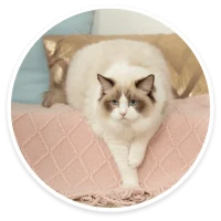 Ragdoll & Birman
