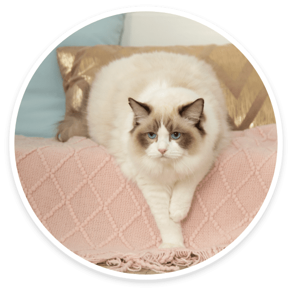 Ragdoll and Birman cats we groom with care at Cats Luv Us Laguna Niguel