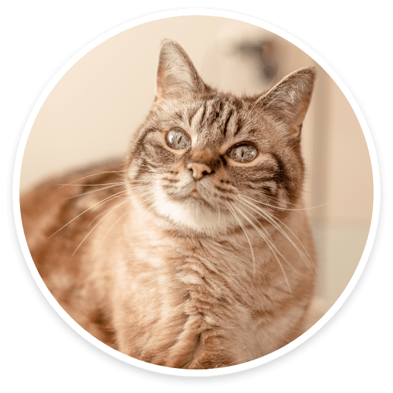 Senior or nervous cat receiving gentle special-needs care at Cats Luv Us