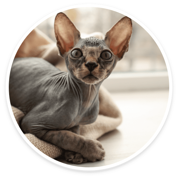 Sphynx hairless cat we care for at Cats Luv Us cat-only hotel