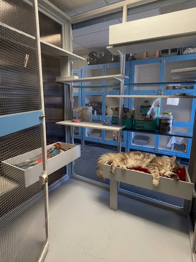 Cat resting in a bed inside an extra large cat play pen