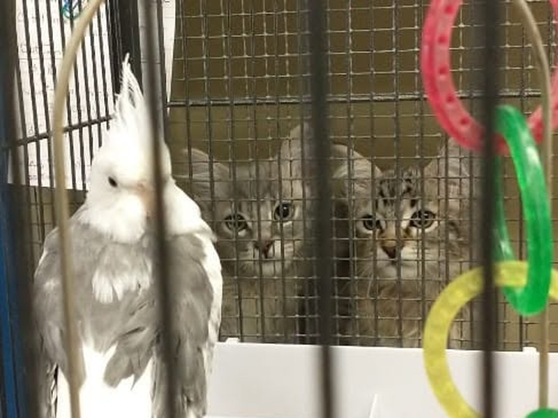 Cats watching bird in the aviary at Cats Luv Us