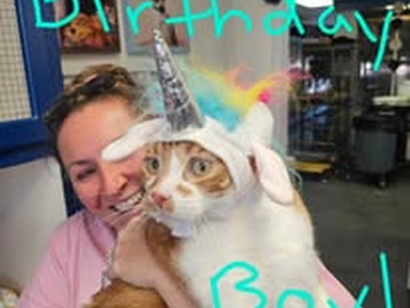 Cat in birthday unicorn hat celebrating free night at Cats Luv Us