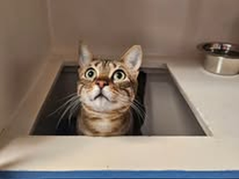 Cat peeking up from a private boarding suite at Cats Luv Us