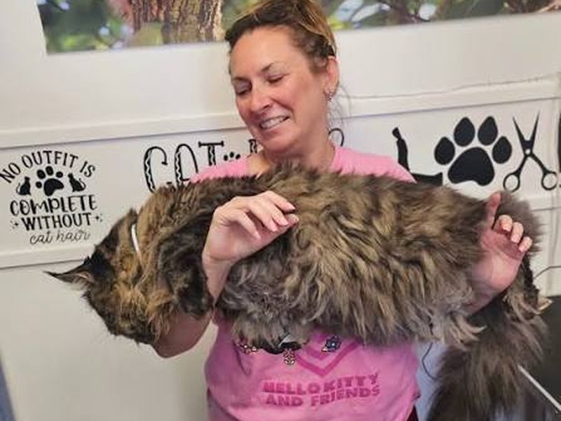 Staff holding a fluffy cat after grooming at Cats Luv Us