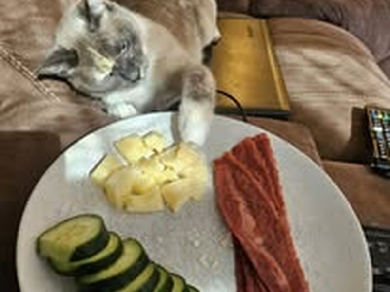 Cat with plate of food — bring your own diet at Cats Luv Us