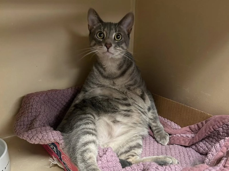 Healthy guest cats at Cats Luv Us