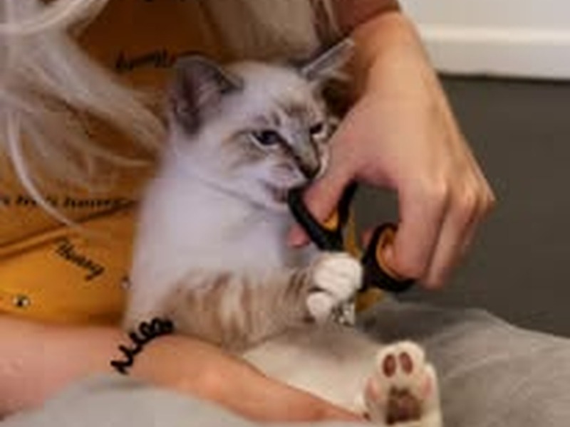 Kitten receiving hands-on care at Cats Luv Us
