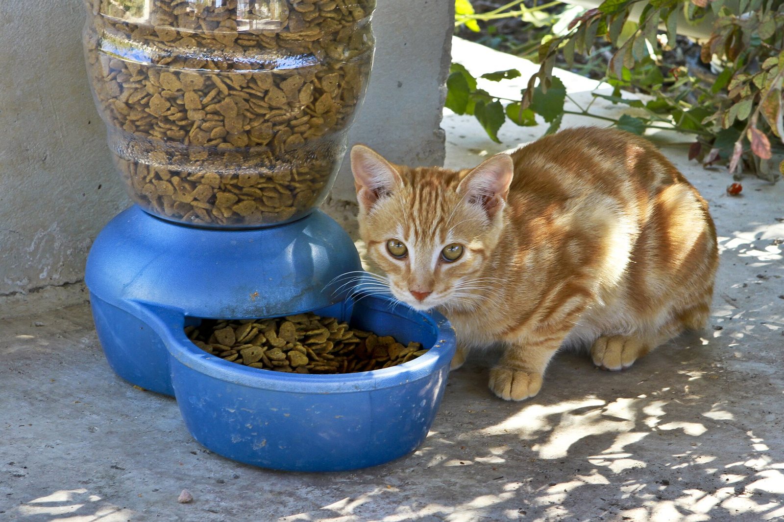 Orange tabby cat sitting beside a gravity feeder bowl filled with dry kibble