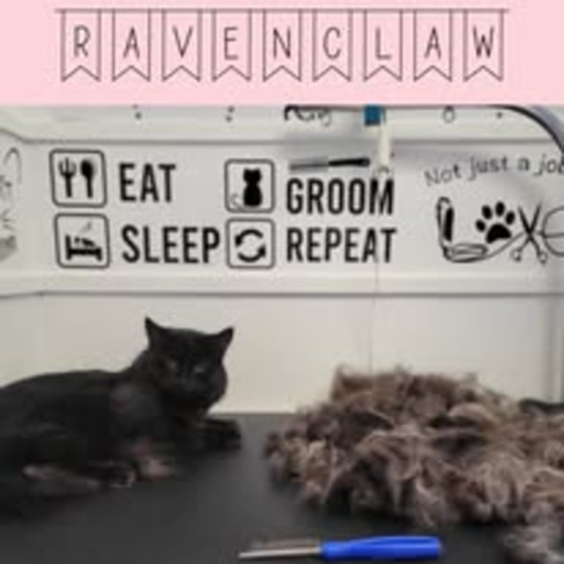 Grooming process photo