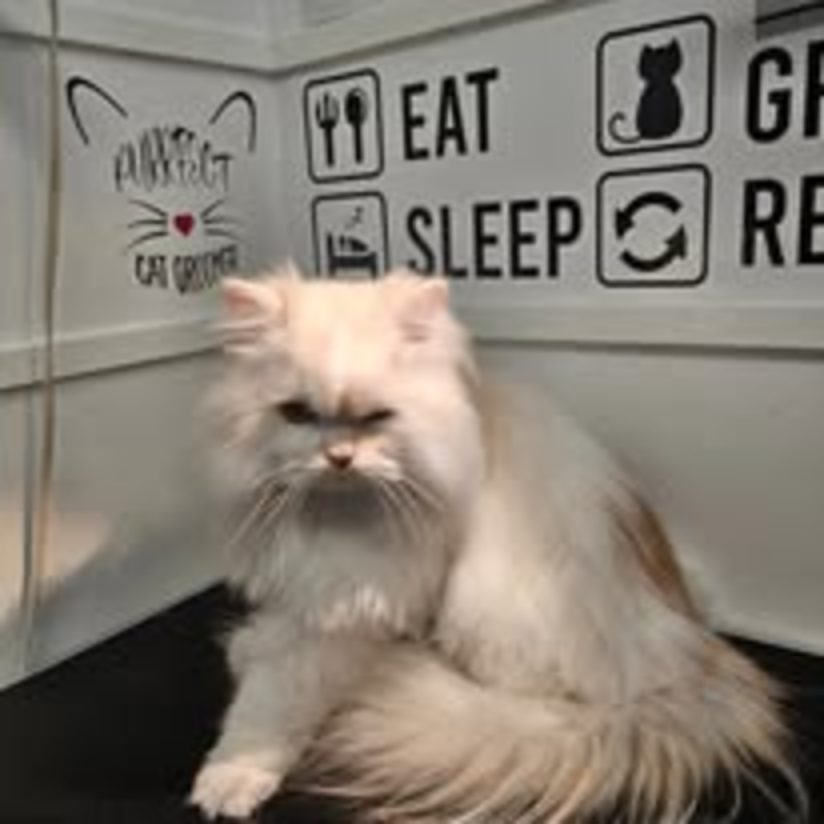 Groomer holding a cat
