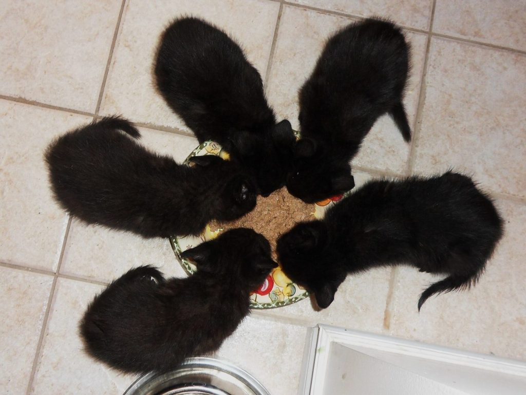 Five black kittens eating together from one food bowl, seen from above