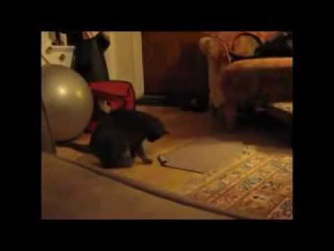 Funny cat tricks video thumbnail